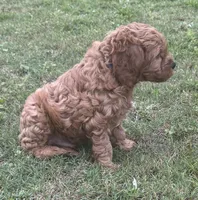 Bear, a male Miniature Goldendoodle for sale in Columbus, GA – 6 of 7