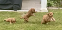 Marley, a male Miniature Goldendoodle for sale in Columbus, GA – 9 of 10