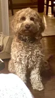 Maggie, a female Miniature Goldendoodle for sale in Columbus, GA – 2 of 6