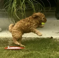 Bear, a male Miniature Goldendoodle for sale in Columbus, GA – 4 of 7