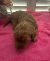 Maple, a female Miniature Goldendoodle for sale in Pike Road, AL – 1 of 8