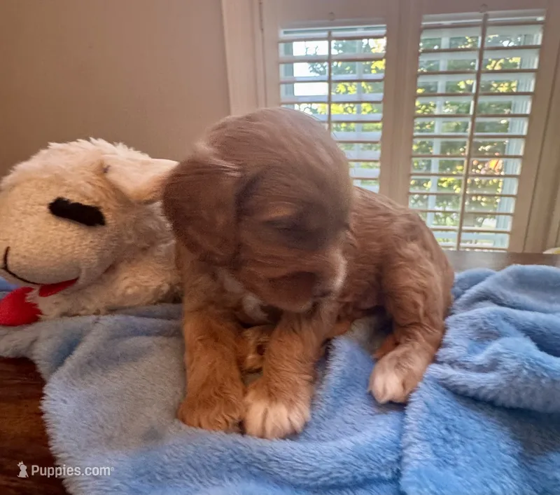 TANK – Miniature Goldendoodle puppy for sale in Pike Road, AL