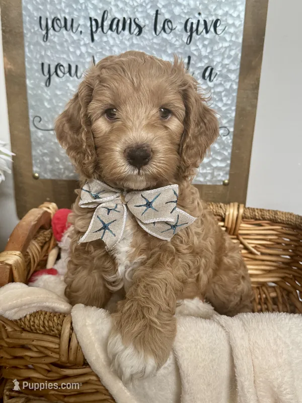 Scout  – Miniature Goldendoodle puppy for sale in Columbus, GA
