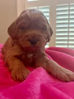 Lucy, a female Miniature Goldendoodle for sale in Pike Road, AL – 6 of 8