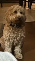 Maggie, a female Miniature Goldendoodle for sale in Columbus, GA – 4 of 6