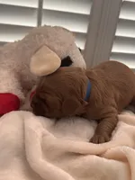 Bucky, a male Miniature Goldendoodle for sale in Pike Road, AL – 7 of 8