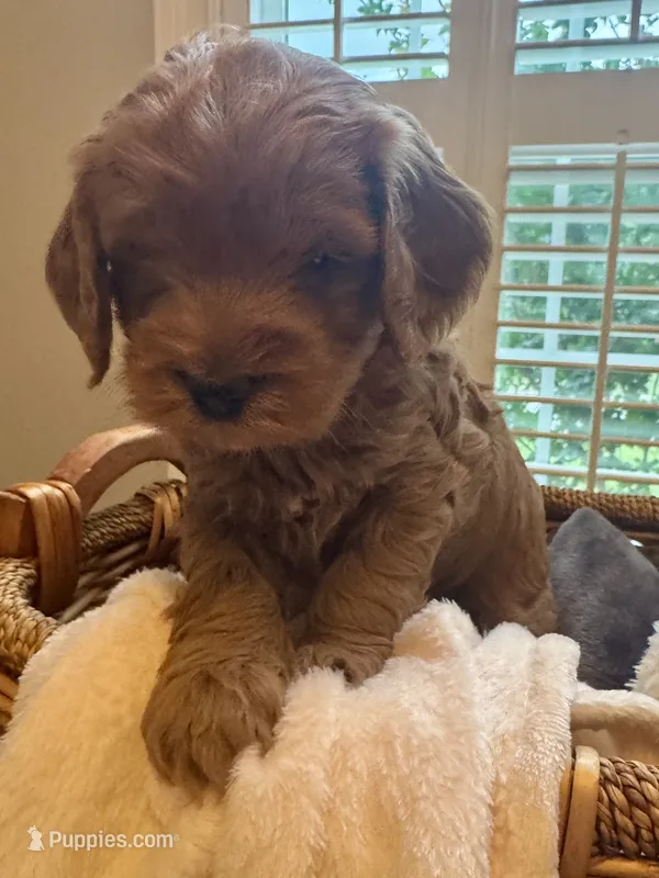 Miley – Miniature Goldendoodle puppy for sale in Pike Road, AL