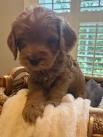 Miley, a female Miniature Goldendoodle for sale in Pike Road, AL – 1 of 5