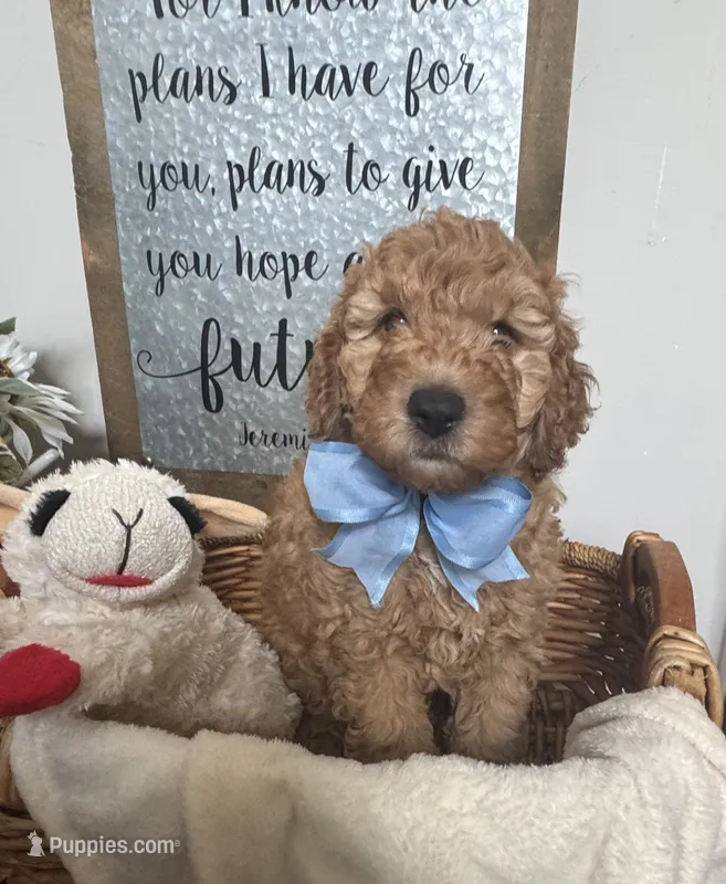 Bear – Miniature Goldendoodle puppy for sale in Columbus, GA