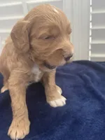 TANK, a male Miniature Goldendoodle for sale in Pike Road, AL – 8 of 9
