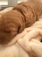 Sammy, a male Miniature Goldendoodle for sale in Pike Road, AL – 5 of 10