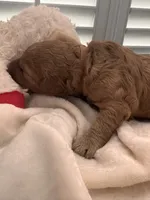 Sammy, a male Miniature Goldendoodle for sale in Pike Road, AL – 8 of 10