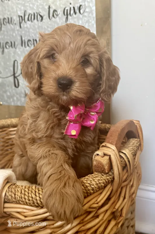 Maci – Miniature Goldendoodle puppy for sale in Columbus, GA