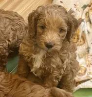 Scout , a male Miniature Goldendoodle for sale in Columbus, GA – 2 of 10