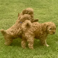 Marley, a male Miniature Goldendoodle for sale in Columbus, GA – 8 of 10