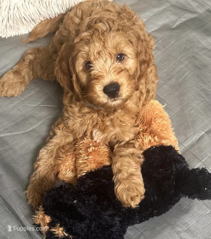Marley – Miniature Goldendoodle puppy for sale in Columbus, GA