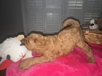 Maci, a female Miniature Goldendoodle for sale in Columbus, GA – 4 of 9