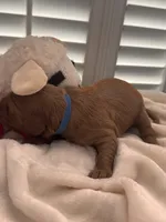 Bucky, a male Miniature Goldendoodle for sale in Pike Road, AL – 8 of 8