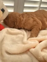 Sammy, a male Miniature Goldendoodle for sale in Pike Road, AL – 2 of 10