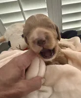 Murphy Jr. , a male Miniature Goldendoodle for sale in Pike Road, AL – 2 of 9