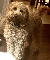Maggie, a female Miniature Goldendoodle for sale in Columbus, GA – 5 of 6
