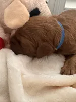 Bucky, a male Miniature Goldendoodle for sale in Pike Road, AL – 2 of 8