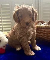Scout , a male Miniature Goldendoodle for sale in Columbus, GA – 4 of 10