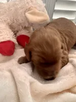 Bucky, a male Miniature Goldendoodle for sale in Pike Road, AL – 6 of 8