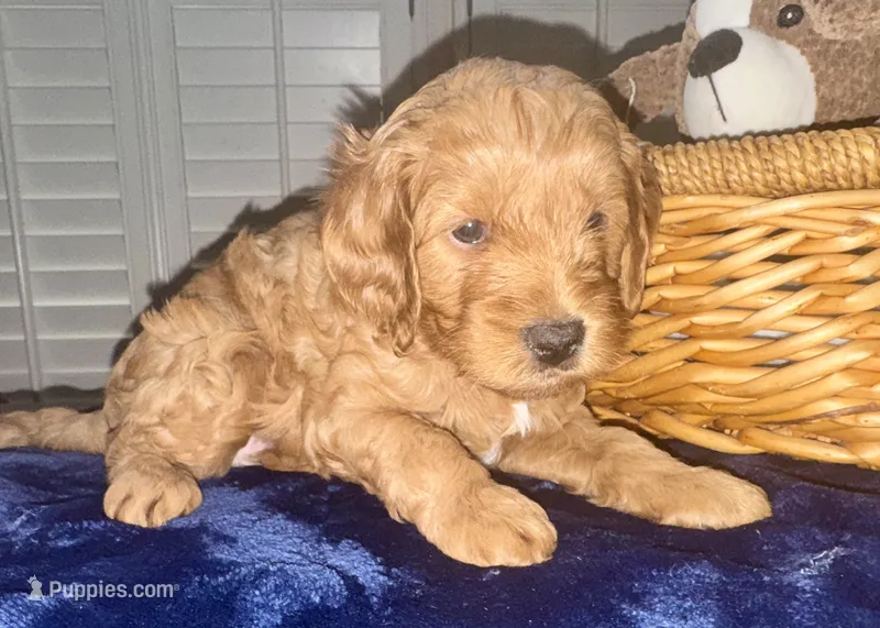 Finn – Miniature Goldendoodle puppy for sale in Columbus, GA