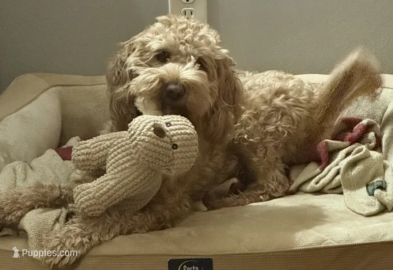 Maggie – Miniature Goldendoodle puppy for sale in Columbus, GA