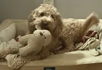 Maggie, a female Miniature Goldendoodle for sale in Columbus, GA – 1 of 6