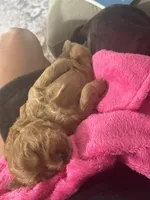 Lucy, a female Miniature Goldendoodle for sale in Pike Road, AL – 8 of 8