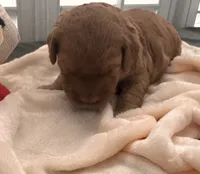 Sammy, a male Miniature Goldendoodle for sale in Pike Road, AL – 4 of 10