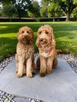 Sammy, a male Miniature Goldendoodle for sale in Pike Road, AL – 9 of 10