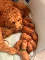 Sammy, a male Miniature Goldendoodle for sale in Pike Road, AL – 10 of 10