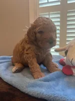 TEDDY , a male Miniature Goldendoodle for sale in Pike Road, AL – 5 of 6