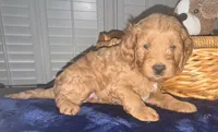 Finn, a male Miniature Goldendoodle for sale in Columbus, GA – 2 of 6