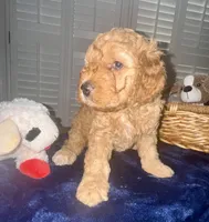 Bear, a male Miniature Goldendoodle for sale in Columbus, GA – 3 of 7