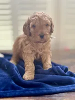TEDDY , a male Miniature Goldendoodle for sale in Columbus, GA – 3 of 5