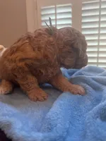 TEDDY , a male Miniature Goldendoodle for sale in Pike Road, AL – 4 of 6