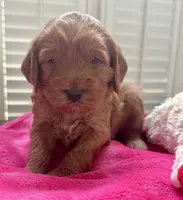 Miley, a female Miniature Goldendoodle for sale in Pike Road, AL – 5 of 5
