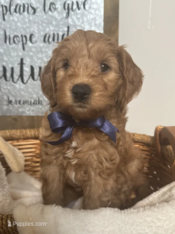 Marley – Miniature Goldendoodle puppy for sale in Columbus, GA