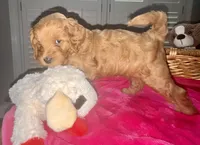 Maci, a female Miniature Goldendoodle for sale in Columbus, GA – 3 of 9