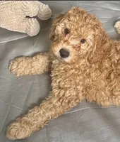 Bear, a male Miniature Goldendoodle for sale in Columbus, GA – 1 of 7