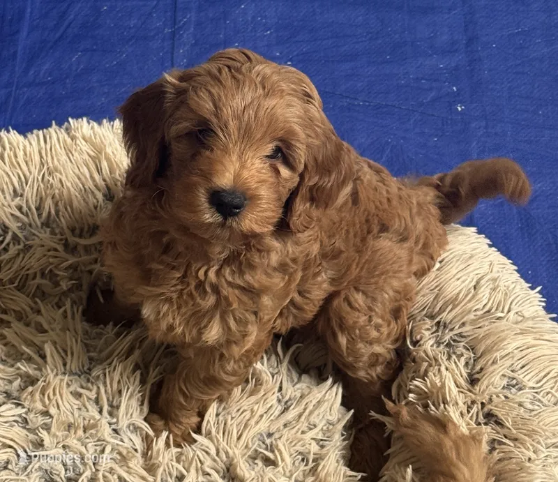 Maci – Miniature Goldendoodle puppy for sale in Columbus, GA