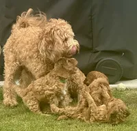 Marley, a male Miniature Goldendoodle for sale in Columbus, GA – 10 of 10