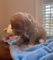 TANK, a male Miniature Goldendoodle for sale in Pike Road, AL – 3 of 9