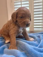 TEDDY , a male Miniature Goldendoodle for sale in Pike Road, AL – 6 of 6