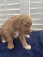 TANK, a male Miniature Goldendoodle for sale in Pike Road, AL – 2 of 9