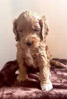Quinn, a male Miniature Goldendoodle for sale in Pike Road, AL – 5 of 6